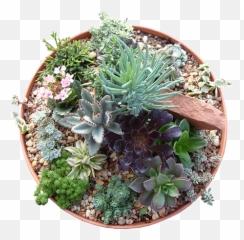 Plants Top View Png - Flower Pot Top Png,Succulent Icon Transparent
