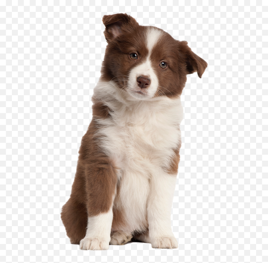 Download Puppy Png Transparent Image - Red Border Collie Puppy,Transparent Puppy