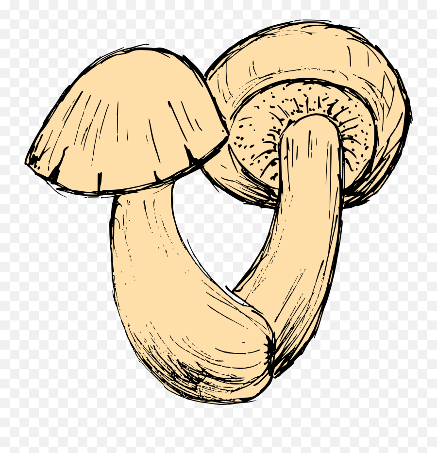 Mushroom Drawing Vector Svg Png