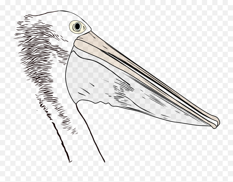 Download Hd Big Image - White Pelican Transparent Png Image Ciconiiformes,Pelican Png