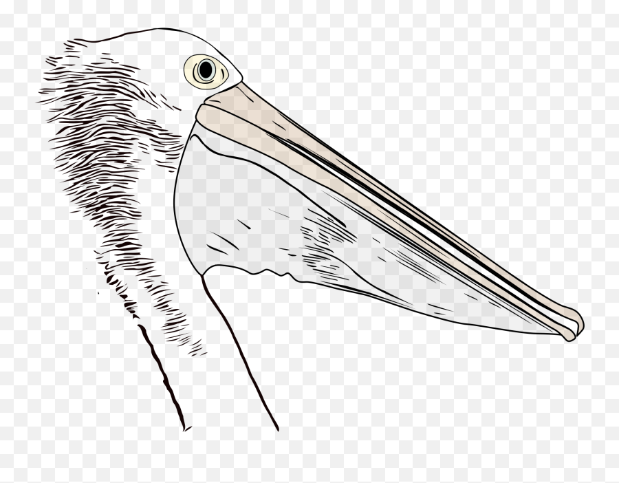 Download Hd Big Image - White Pelican Transparent Png Image Ciconiiformes,Pelican Png Download Hd Big Image - White Pelican Transparent Png Image Ciconiiformes,Pelican Png