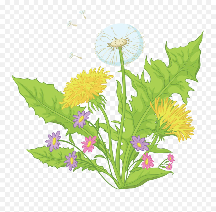 Download 1000 X 937 4 - Cartoon Dandelions Full Size Png Dandelion Leaf Vector Free Download,Dandelions Png