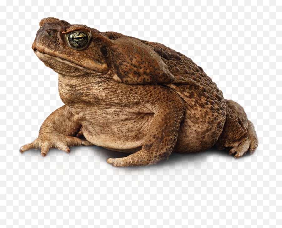 Cane Toad - Barmac Pty Ltd Transparent Cane Toad Png,Toad Png