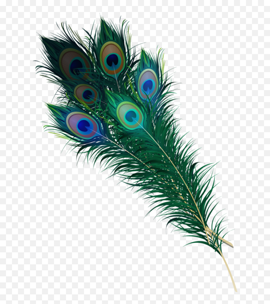 Peacock Feather Png Hd Free - Peacock Images Hd Png,Peacock Feathers Png