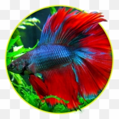 Betta Fish Png - Vasthu Fish Price In Chennai,Betta Fish Png