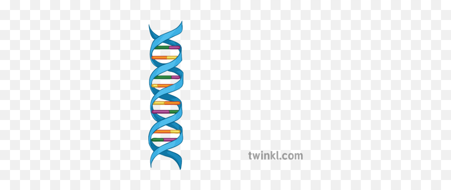 Double Helix Structure Of Dna Diagram Science Secondary - Falling Off Bike Transparent Png,Double Helix Png
