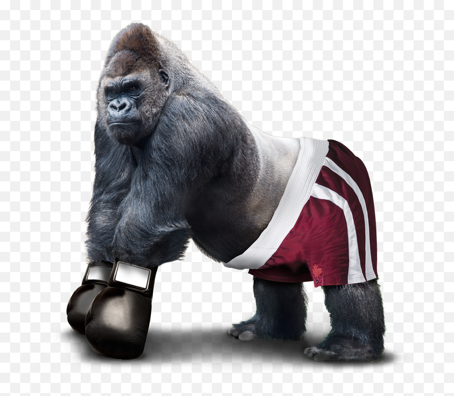 Design Agency Birmingham Gorilla Boxer - Real Images Of Gorilla Png,Gorilla Png