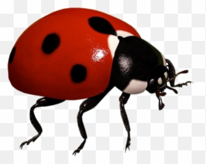 Ladybug Insect Transparent Background - png