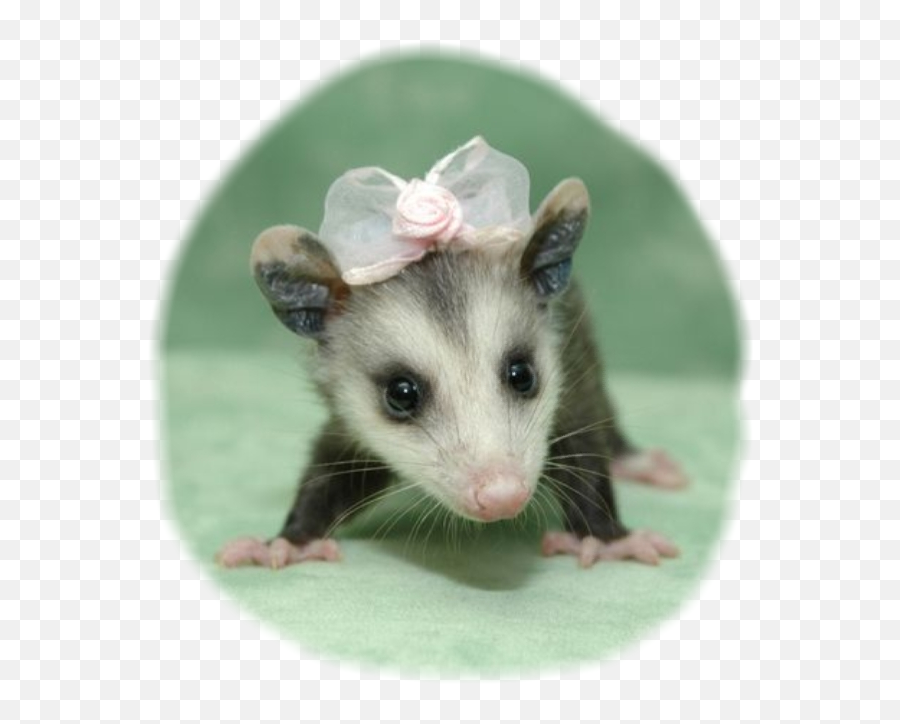 Possum Cuteanimals Bows Opossum - Baby Cute Possums Png,Possum Transparent