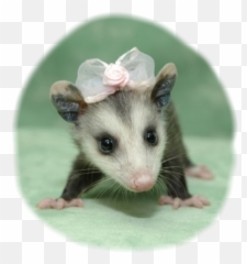 Possum Cuteanimals Bows Opossum - Baby Cute Possums Png,Possum Transparent