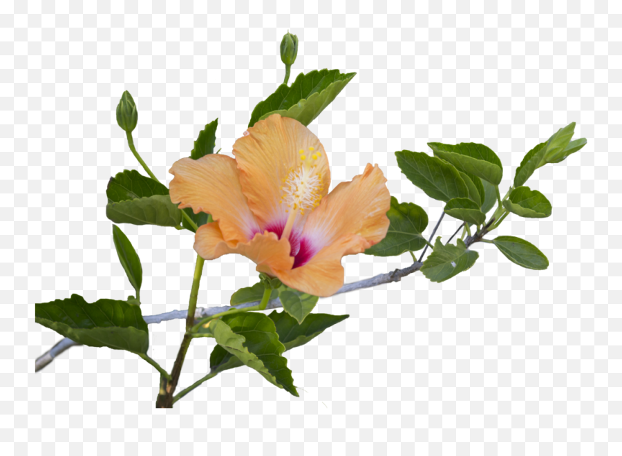 Leaf Png Images Pluspng Transparent - Hibiscus Flowers And Leaves,Hibiscus Flower Png