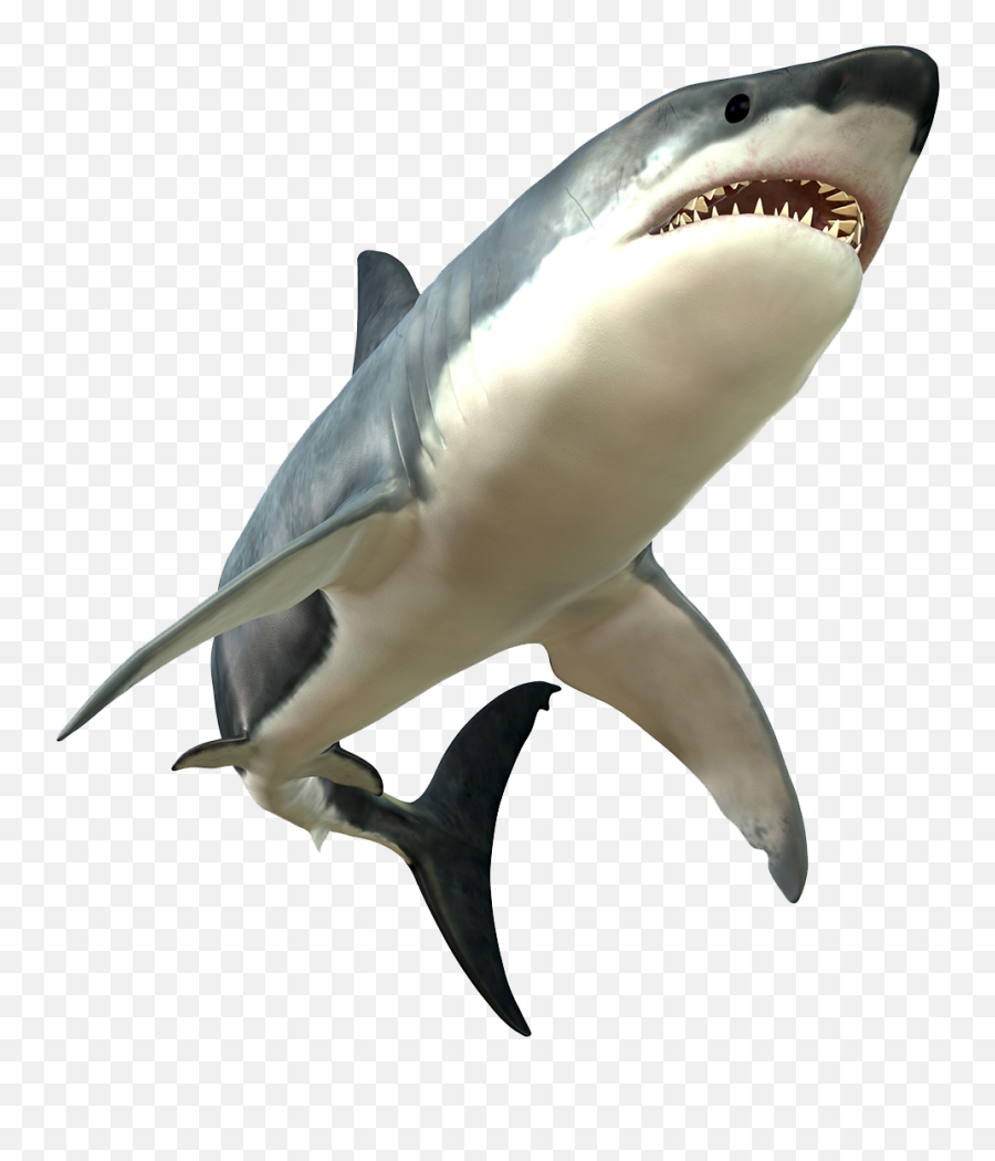 Great White Shark Bull - Shark Png,Great White Shark Png