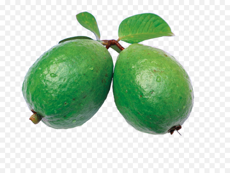 Jambu Guava Leaf - Skin Benefits Of Guava Leaves Png,Guava Png
