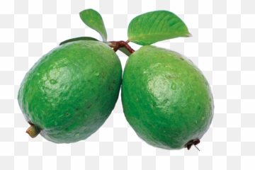 Jambu Guava Leaf - Skin Benefits Of Guava Leaves Png,Guava Png