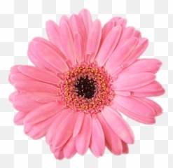 Pink Gerbera Transparent Png - Gerbera Png,Daisies Png