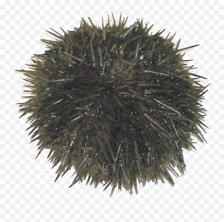 Sea Urchin Png