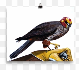Captain Falcon - Poster png