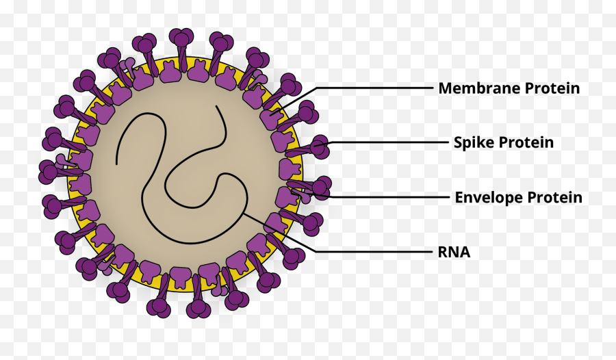 Коронавирус методические. Коронавирус 19 строение вируса. Coronavirus строение. Коронавирус вирус строение рисунок. Коронавирус схема строения.