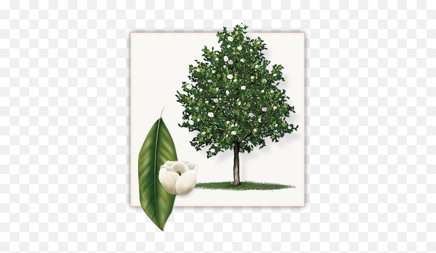 Download Little Gem Magnolia Tree This - Big Little Gem Magnolia Tree Png,Magnolia Png