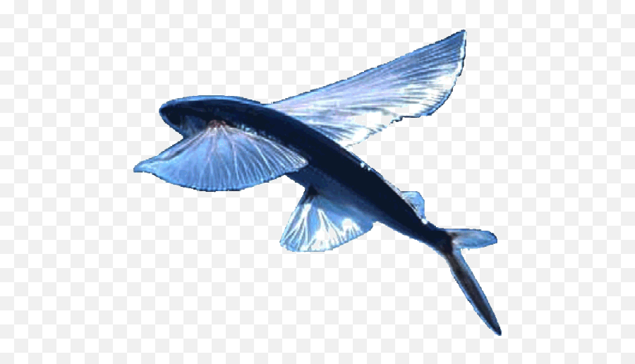 Flying Fish - Flying Fish White Background Png,Flying Fish Logo