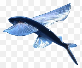 Flying Fish - Flying Fish White Background Png,Flying Fish Logo