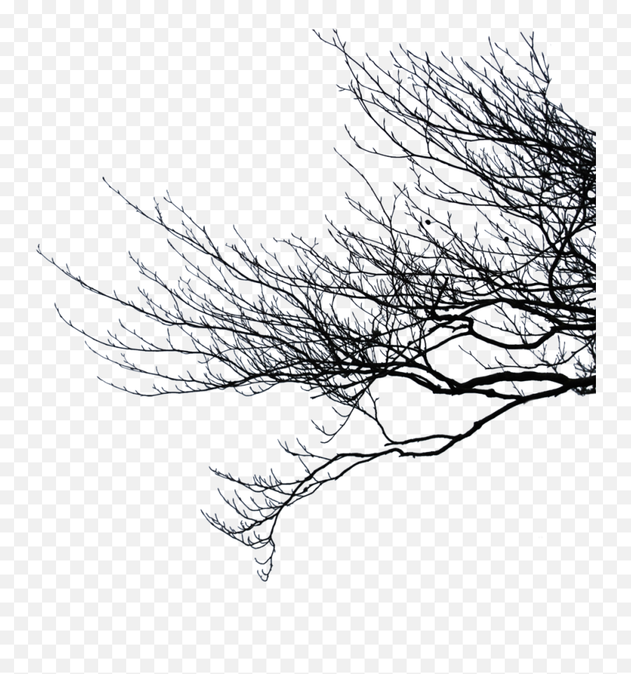 Branches Png Transparent - Dark Branches Png,Branch Png