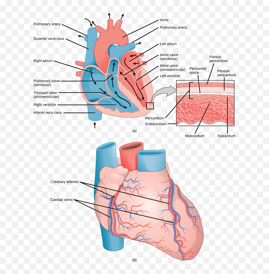 403a Structures Of The Heart - Biology Libretexts Capillary In The Heart Png,Anatomical Heart Png