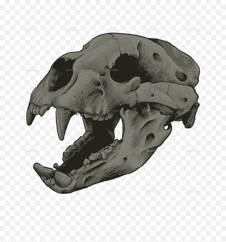 Animal Skull Vol 1 - Skull Png,Dinosaur Skull Png