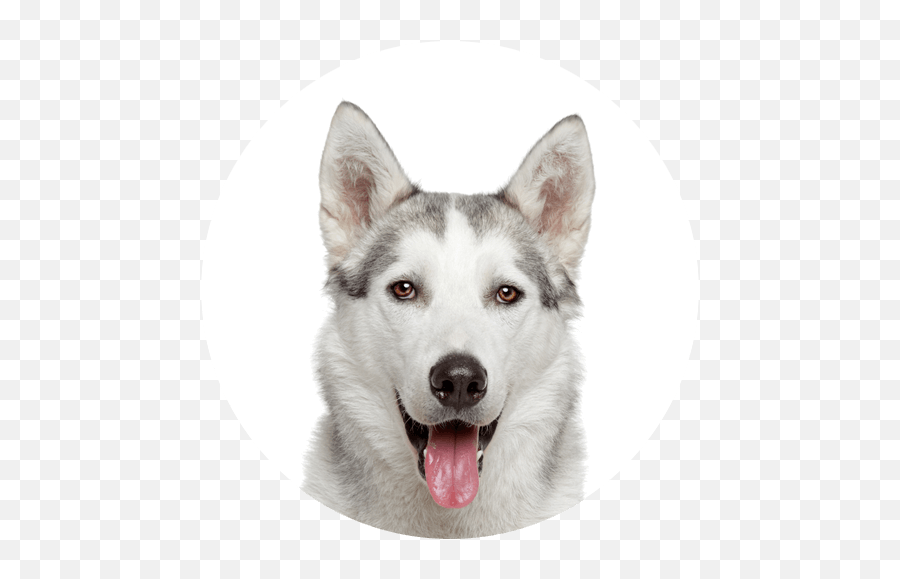 Husky - Icon Elmou0027s Kitchen Happy Pets White Background Png,Labrador Icon
