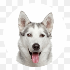 Husky - icon Elmou0027s Kitchen Happy Pets White Background png