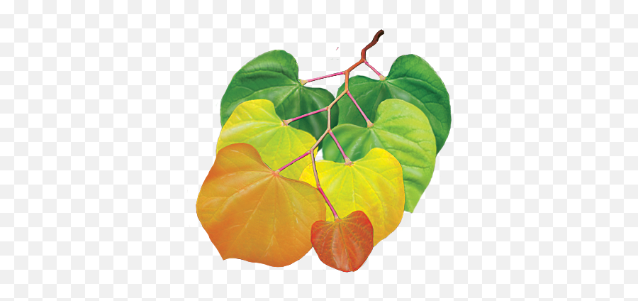 Under The Canopy Tree Guide Media Page - Anthurium Png,Tree Canopy Png