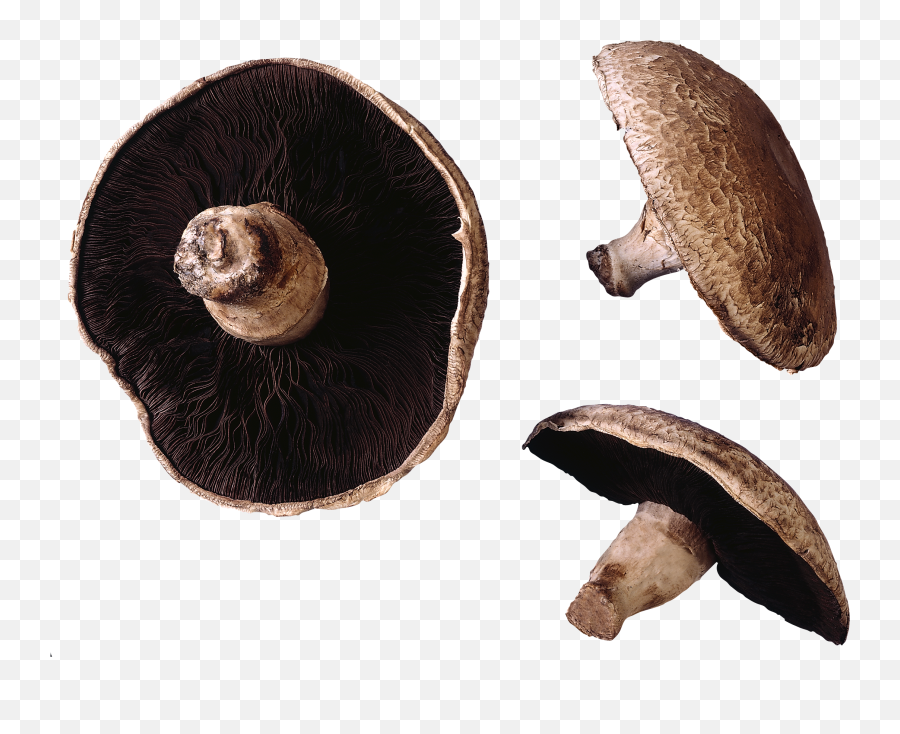 44 Mushroom Png Images Free To Download
