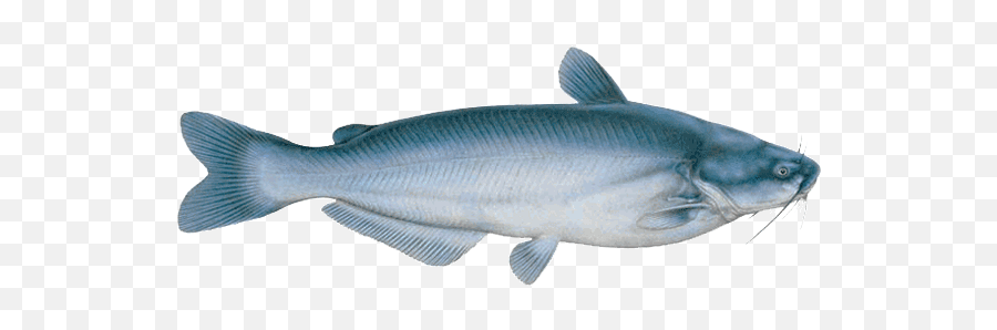 Latest - Blue Catfish Virginia Png,Catfish Png