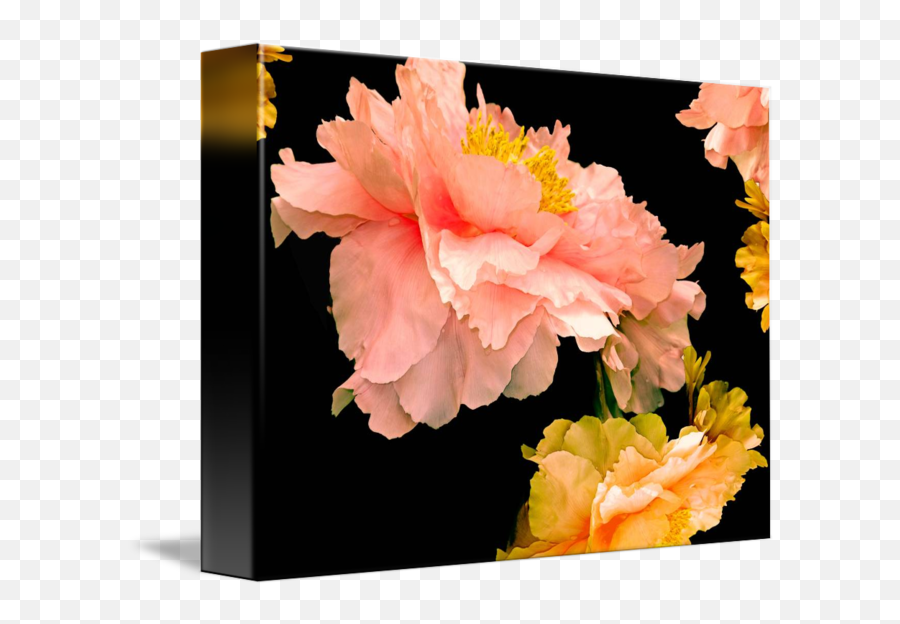 Pas De Deux Peonies With Yellow By Lynda Lehmann - Common Peony Png,Peonies Png