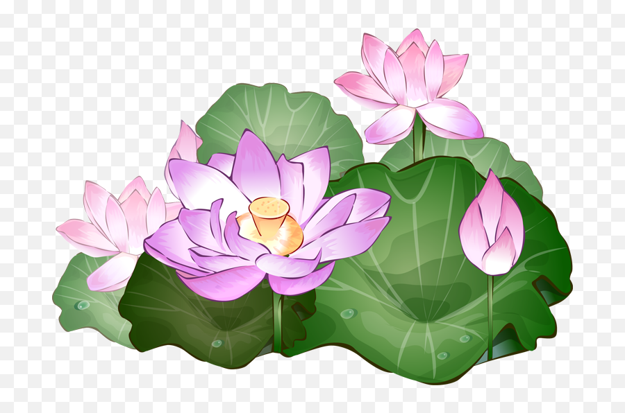 Lotus Flower Clipart Free Download - Transparent Background Lotus Flower Png,Flowers Clipart Transparent