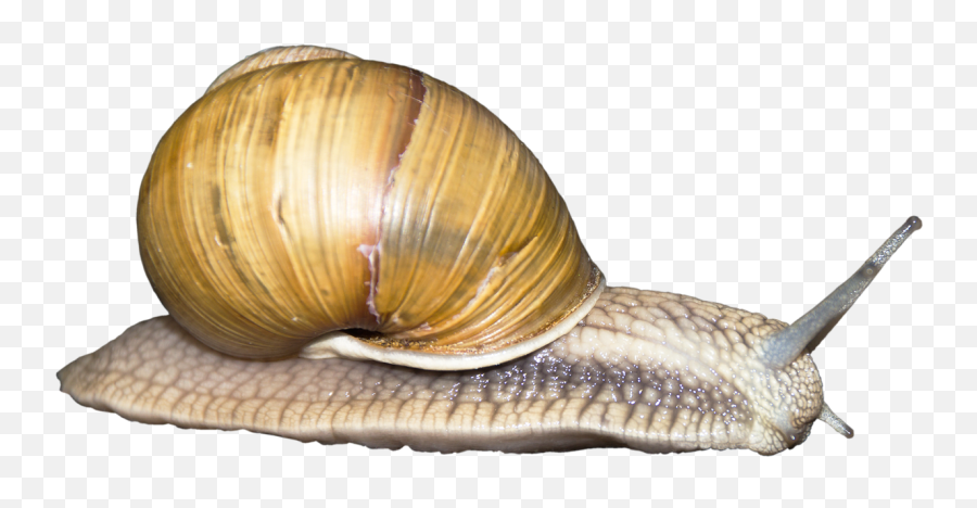 Download Snail Png Image For Free - Snail Transparent,Snail Png
