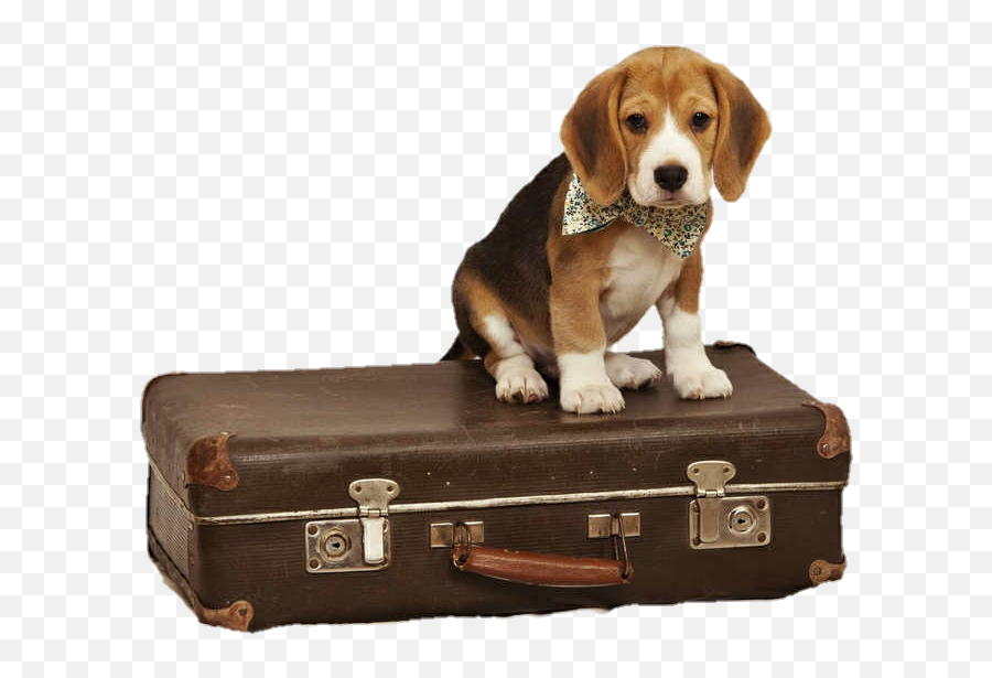 Library Of Dog With Suitcase Clipart Download Png Files - Beagle Dog With Suitcase,Doggo Png