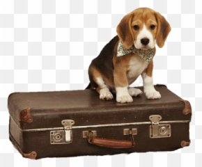 Library Of Dog With Suitcase Clipart Download Png Files - Beagle Dog With Suitcase,Doggo Png