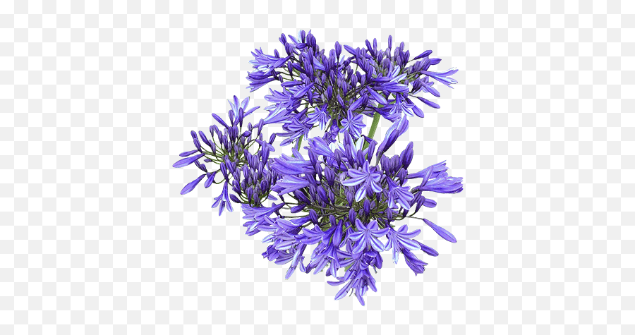 Agapanthus Top View Png - Agapanthus Png,Plant Top View Png