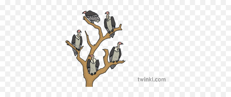 5 Vultures In A Tree Africa Birds Ks1 Illustration - Twinkl Vultures In A Tree Png,African Tree Png