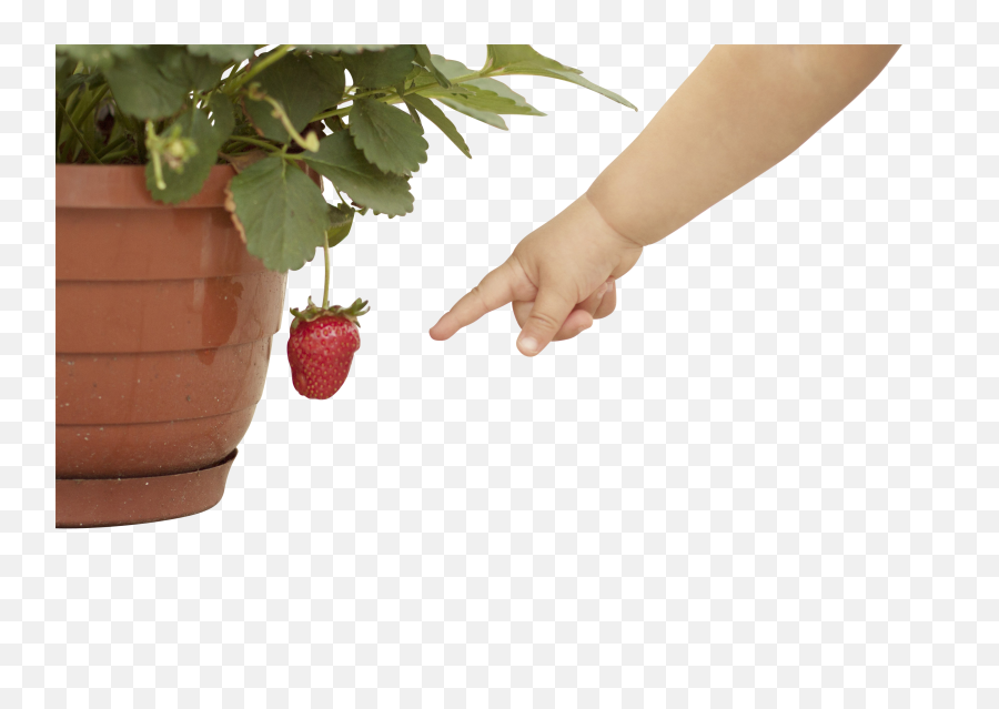 Baby Hand Pointing - Mano Señalando Una Fruta,Hand Pointing Png