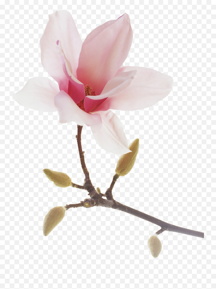 Download Transparent Lotus Flowers Png - Transparent Magnolia Transparent,Lotus Flower Transparent Background