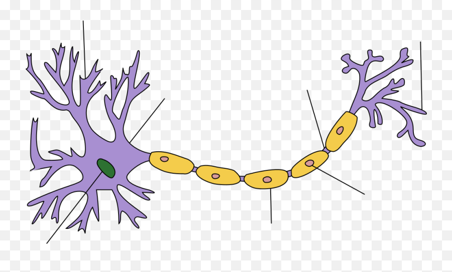 Soma - Basic Structure Of A Neuron Png,Soma Png