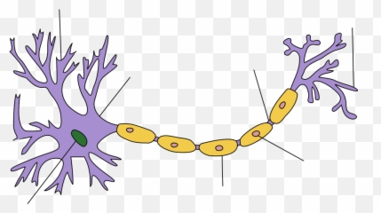 Soma - Basic Structure Of A Neuron Png,Soma Png