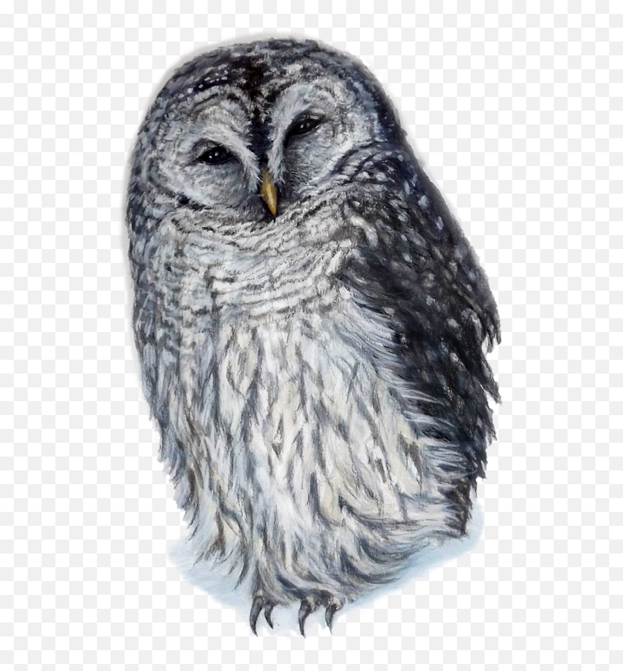 Watercolorpng - Barred Owl Great Grey Owl 2250394 Vippng Barred Owl Png,Ovo Owl Png