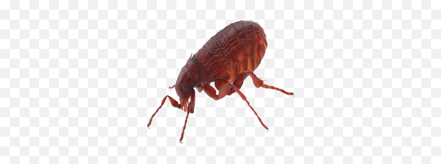 Flea Insect Png Free Image - Flea,Flea Png