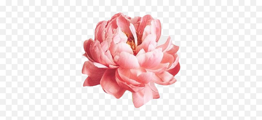 Tags Pink Flower Pinkflower Edit Png Transparent Kpop - Pink Flowers Png Pictsart,Transparent Pink Flowers