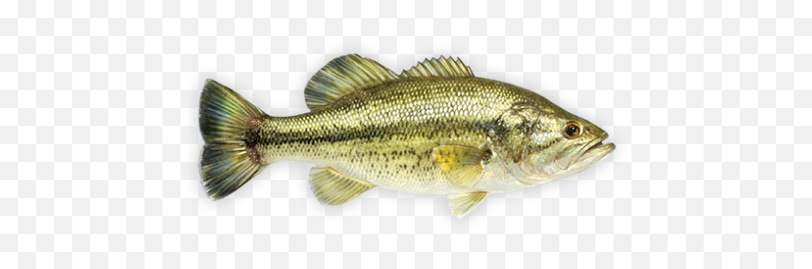 Largemouth Bass Decal In 2020 - Bass Png,Largemouth Bass Png