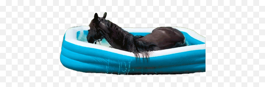 Horse In Apool The Pet Collective Gif - Dog Bed Png,Horse Icon On Tumblr