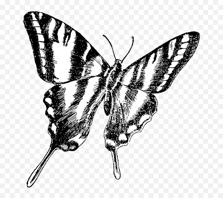 Butterfly Vintage Drawing - Free Image On Pixabay Transparent Background Butterfly Drawings Png,Butterfly Transparent